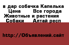 в дар собачка Капелька › Цена ­ 1 - Все города Животные и растения » Собаки   . Алтай респ.